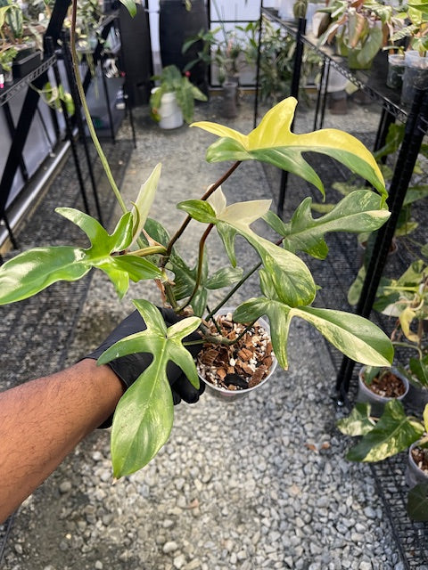 Armor of God Warrior - MAN (Blue Tunic)